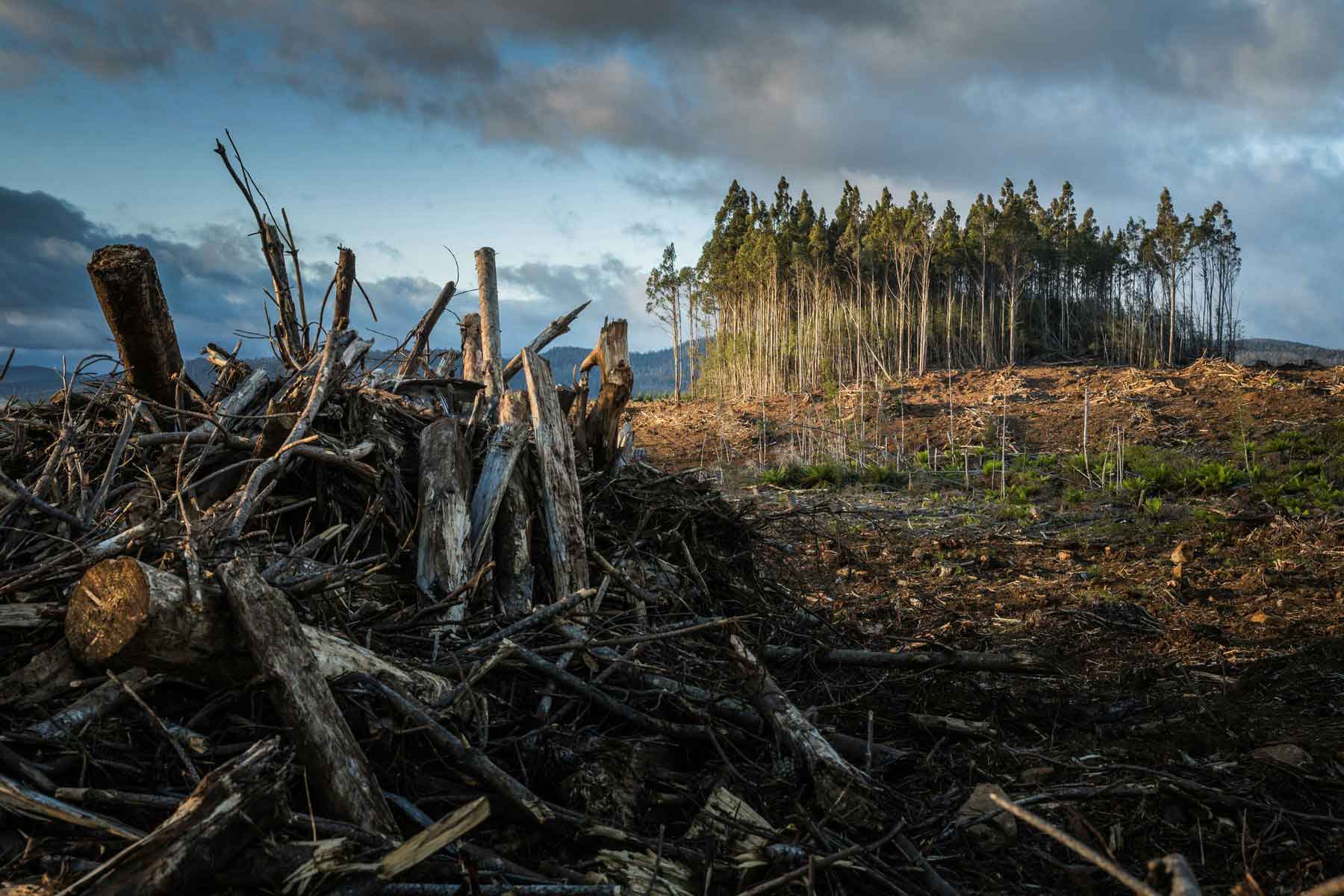 A cleared forest landscape with felled trees, showing the visible impact of land-use change